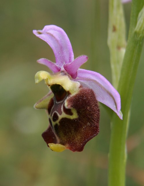 Ophrys holosericea ssp. holosericea